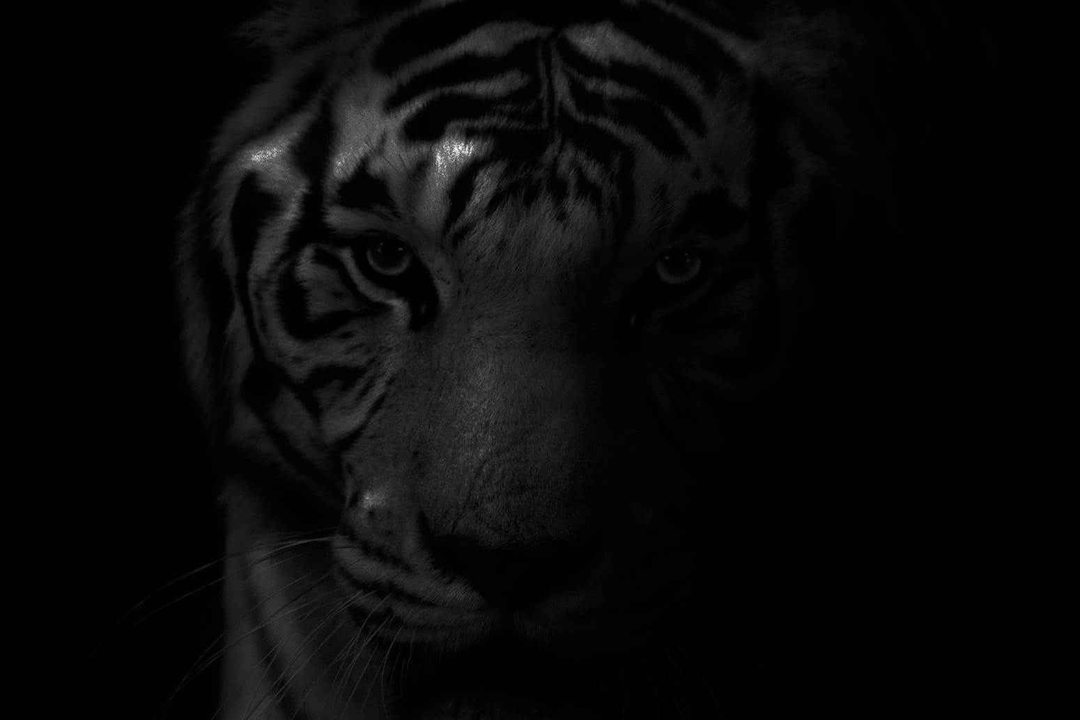 Janie and The Gray: Part 5