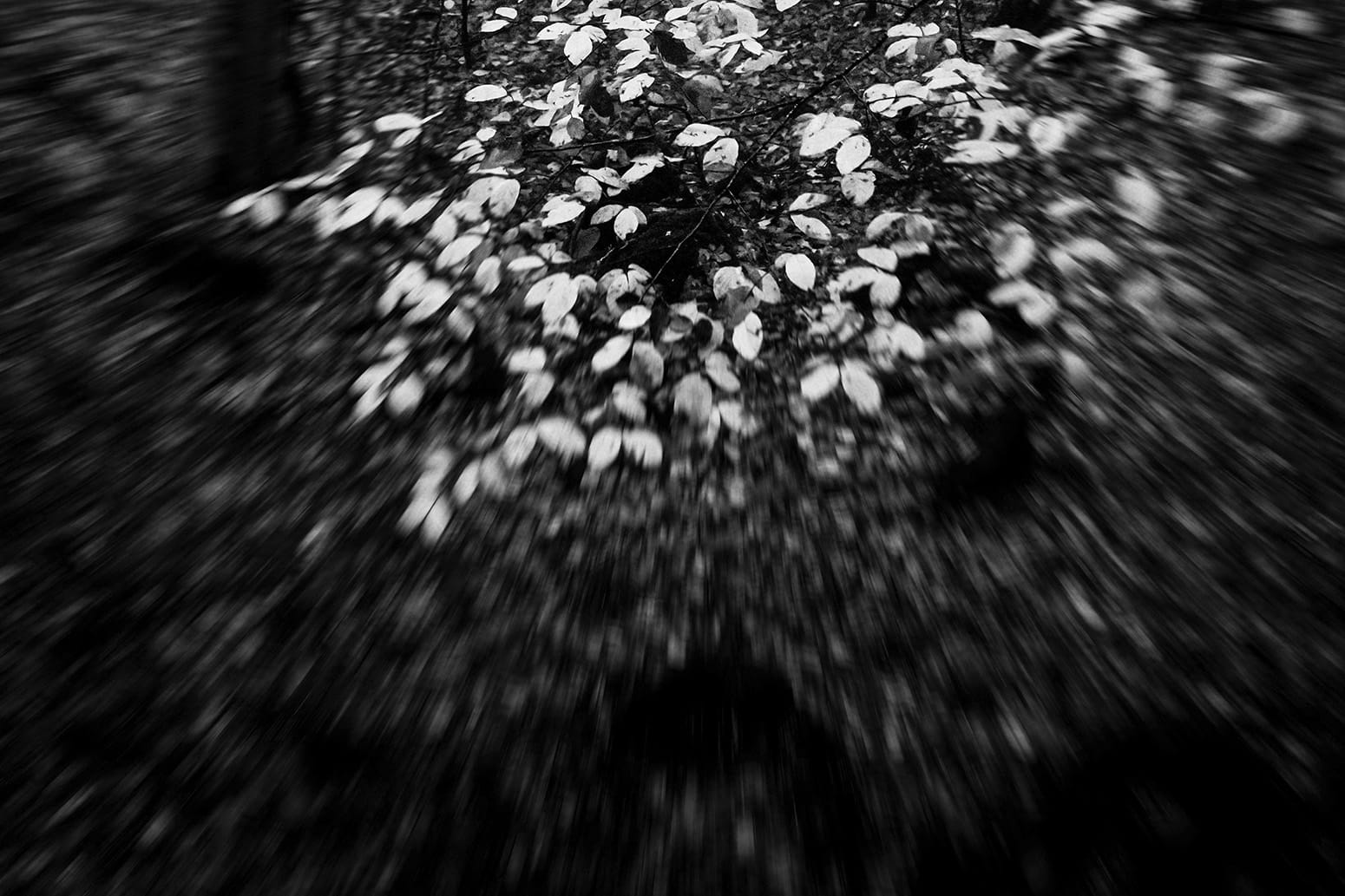 Janie and The Gray: Part 8