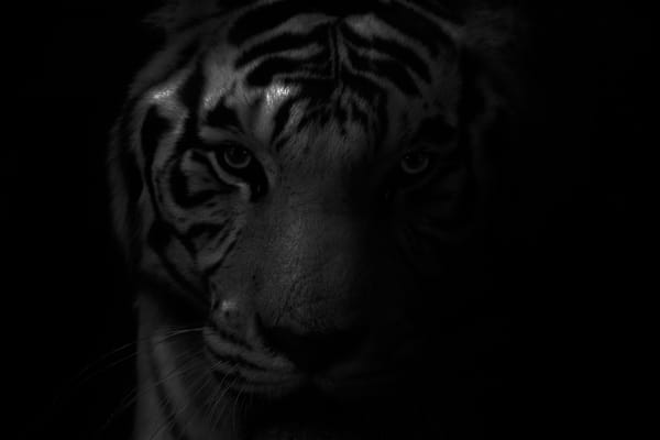 Janie and The Gray: Part 5